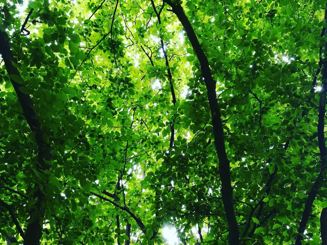 bosque-1